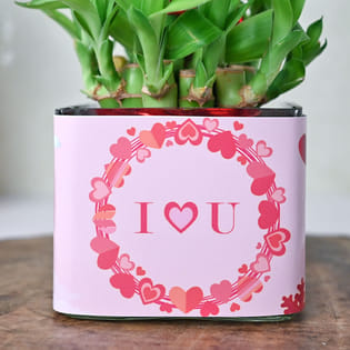 Buy Personalised Lucky Bamboo Plant Online