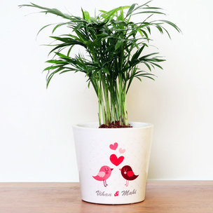 Personalised Love Areca Palm Plant