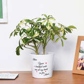 Personalised Love Themed Schefflera Plant