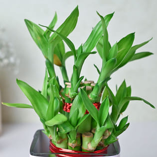 Personalized Bamboo Plant Online