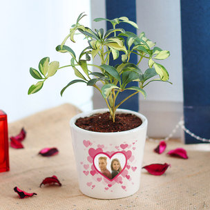 Personalized Schefflera Plant