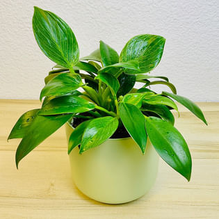 Philodendron Birkin Plant In Pastel Green Pot