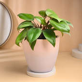 Philodendron Plant With Rustic Pot