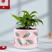 Philodendrone In Pink Terracotta Pot