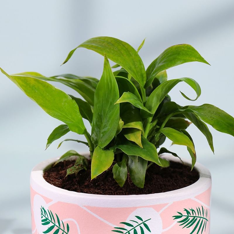 Product Image Video