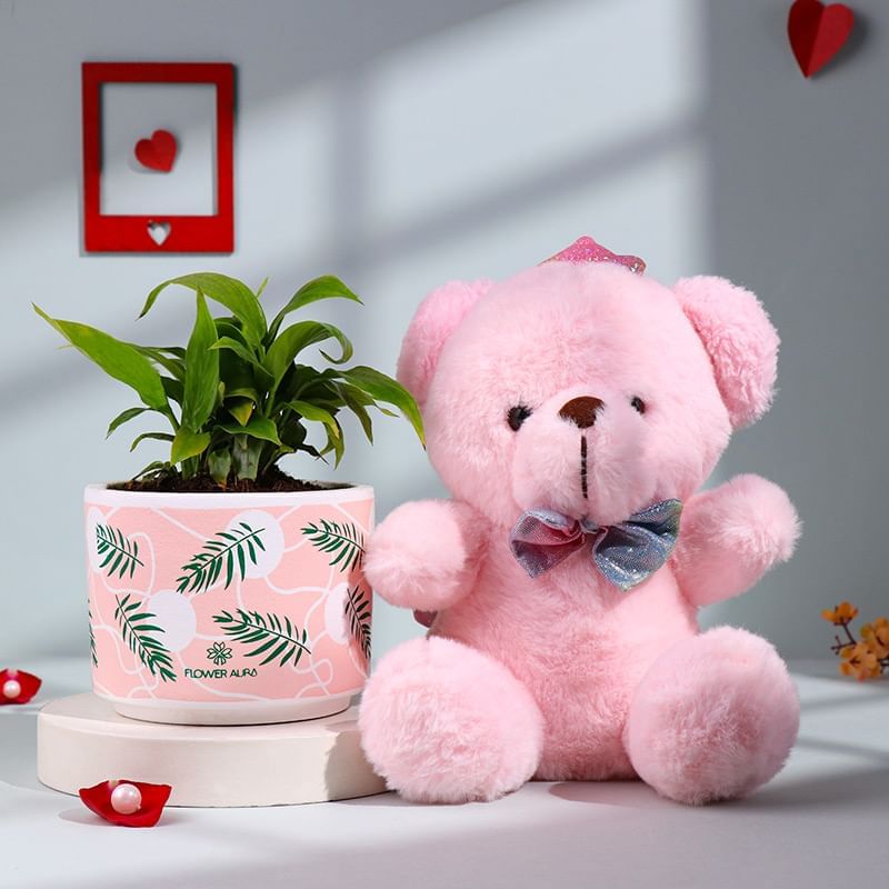 Philodendrone Plant N Fairy Teddy Duo