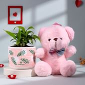 Philodendrone Plant N Fairy Teddy Duo