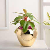 Philodendrons Plant Golden Ceramic Pot