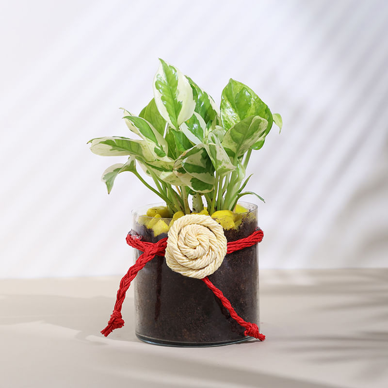 Phothophorus Plant In Cylindrical Glass Vase