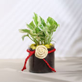 Phothophorus Plant In Cylindrical Glass Vase