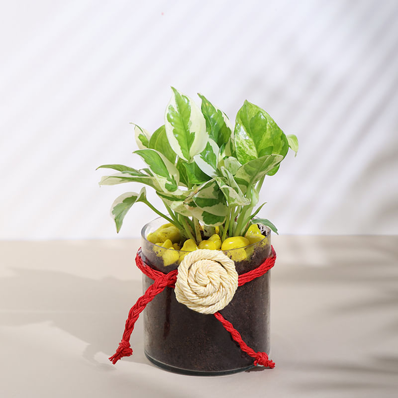 Product Image Video