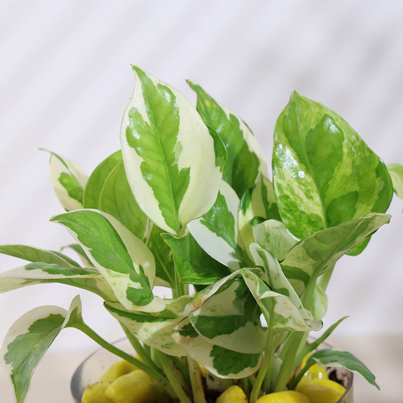 Product Image Video