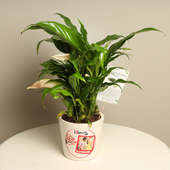 Peace lily Plant For Personalised Gift Lovers