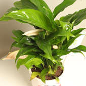Send Picture Perfect Peace Lily Online