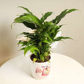 Order Picture Perfect Peace Lily Online