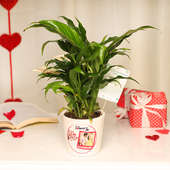Buy Picture Perfect Peace Lily Online