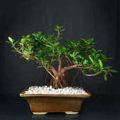 Picturesque Ficus Iceland Oldroots