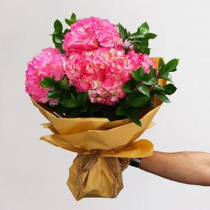 Order Picturesque Pink Hydrangeas for Valentines Day