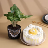 Pineapple Cake N Syngonium Plant Combo