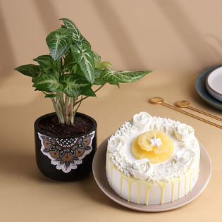 Pineapple Cake N Syngonium Plant Combo
