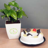 Money Plant with Pineapple Cake Combo for Mom