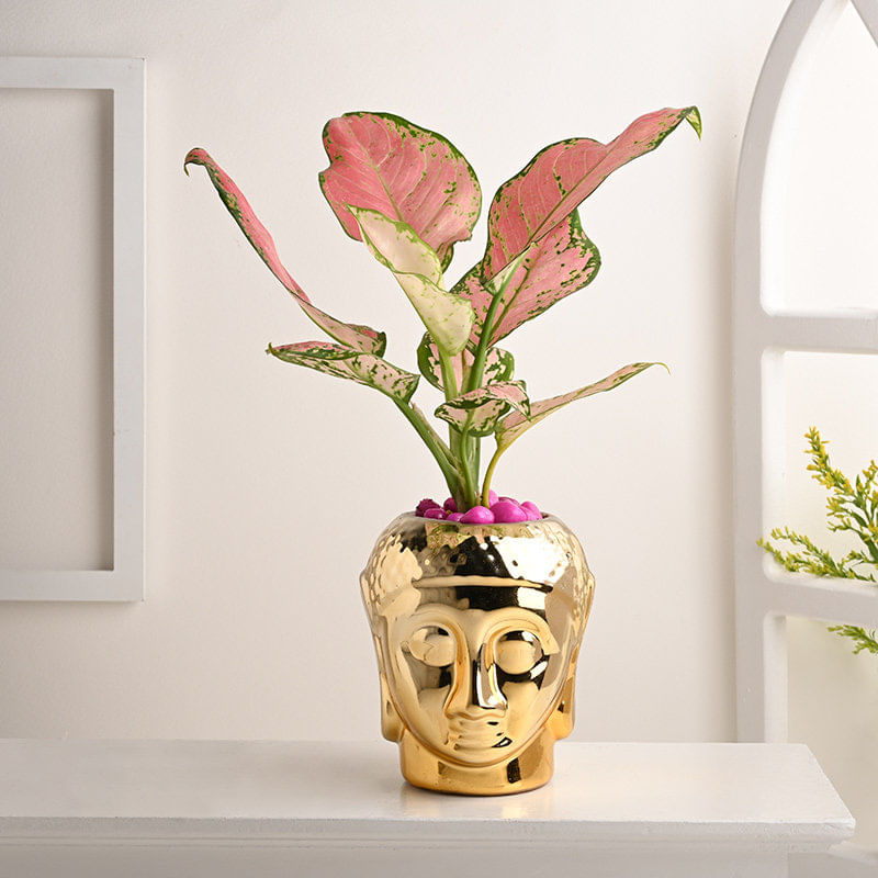 Pink Aglaonema In Buddha Planter