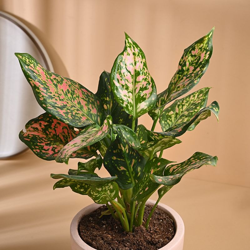 Pink Aglaonema - Best Desk Plant 