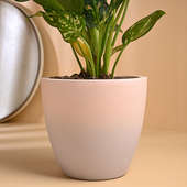 Pink Aglaonema - Best Desk Plant 