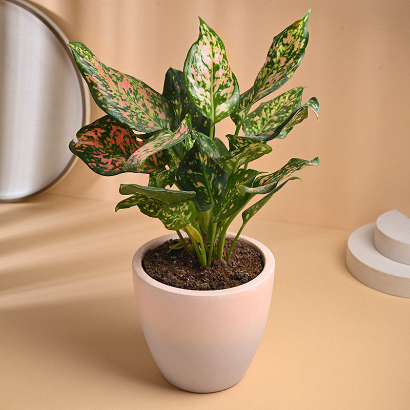 Pink Aglaonema In Terracotta Pot