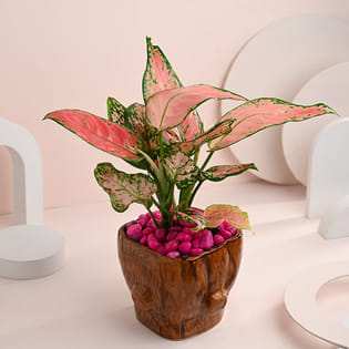 Pink Aglaonema In Tree Trunk Pot