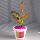 Pink Aglaonema Plant In Raksha Bandhan Special Pot