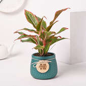 Pink Aglaonema Plant In Sweet Home Blue Pot