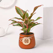 Pink Aglaonema Plant In Sweet Home Brown Pot