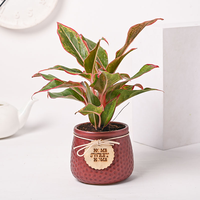 Pink Aglaonema Plant In Sweet Home Pot