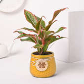 Pink Aglaonema Plant In Sweet Home Yellow Pot