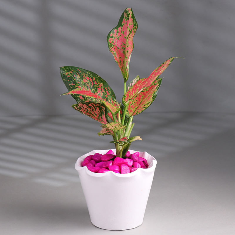 Pink Aglaonema Plant in White pot