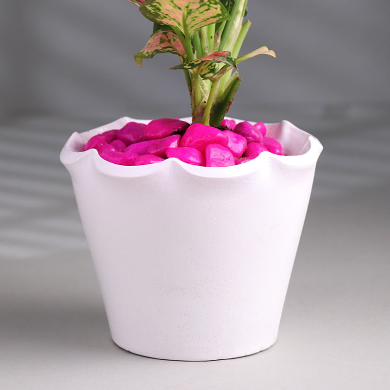 Product Image Video