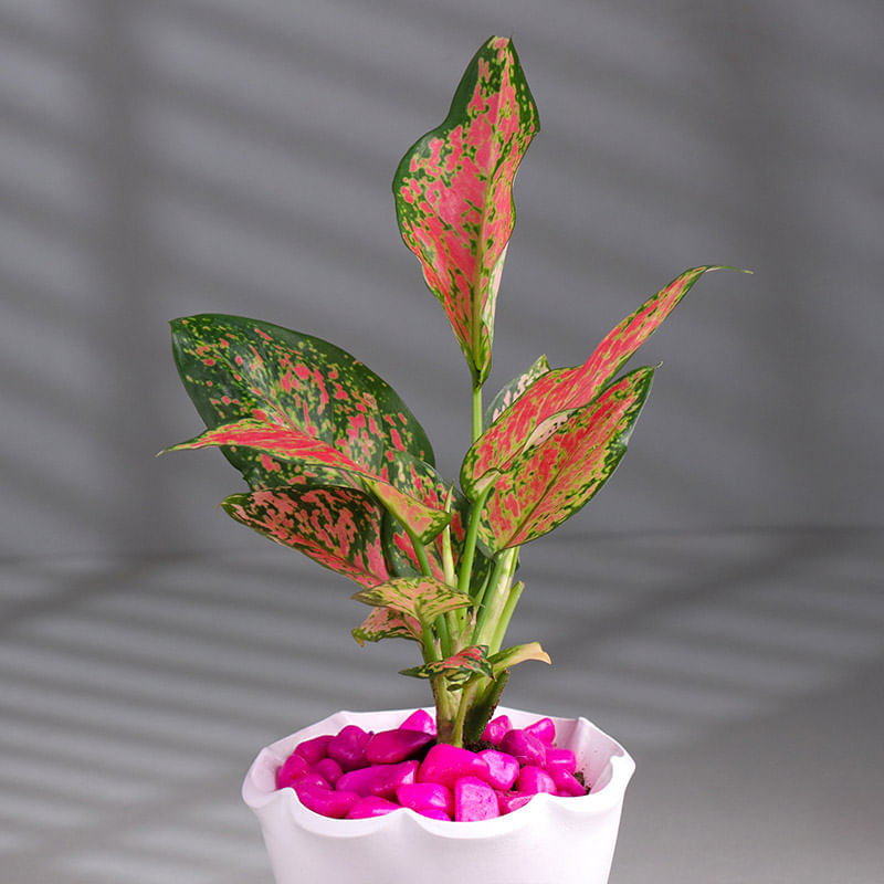 Product Image Video