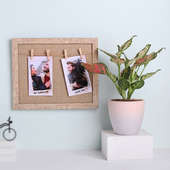 Pink Aglaonema Plant With Clip Wooden Photo Frame