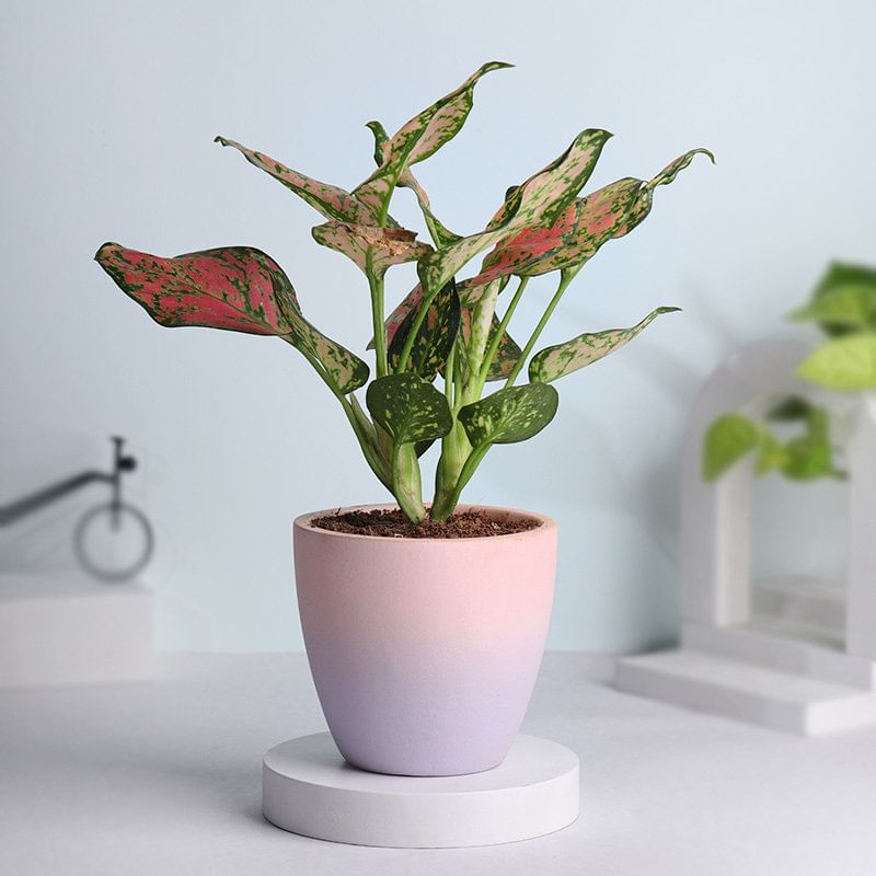 Buy Pink Aglaonema Plant