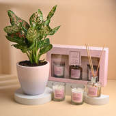 Pink Aglaonema With Scented Candles Set