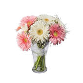 Pink And White Gerbera Delight