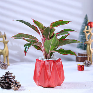 Pink Lipstick Aglaonema Plant In Red Pot