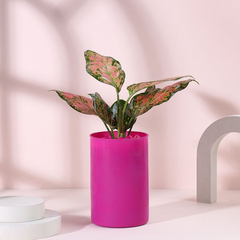 Pink Perfection Aglaonema Plant In Glass Vase