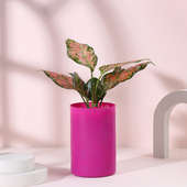 Pink Perfection Aglaonema Plant In Glass Vase
