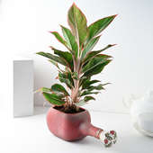 Buy Pink Plant In Glass Vase Online
