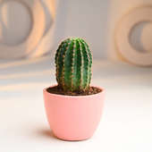 Pink Pot Cactus Online 