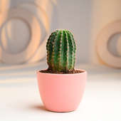 Buy Pink Pot Cactus Online 