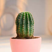 Send Pink Pot Cactus Online 