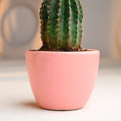 Order Pink Pot Cactus Online 
